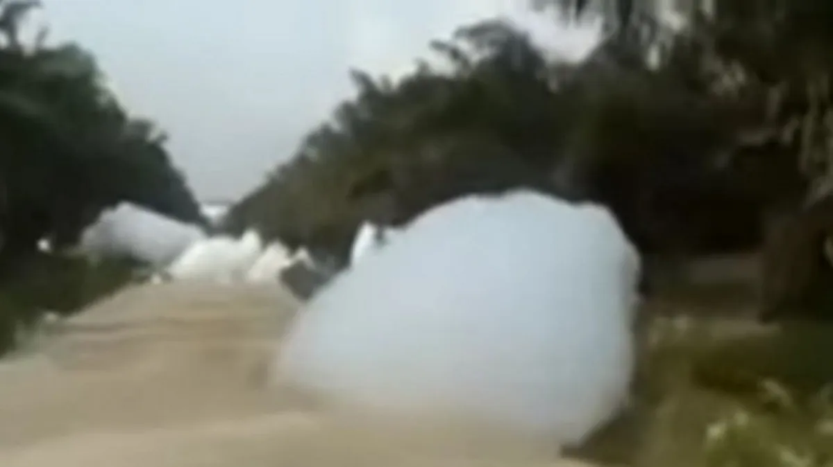 video viral kebun sawit — ID news