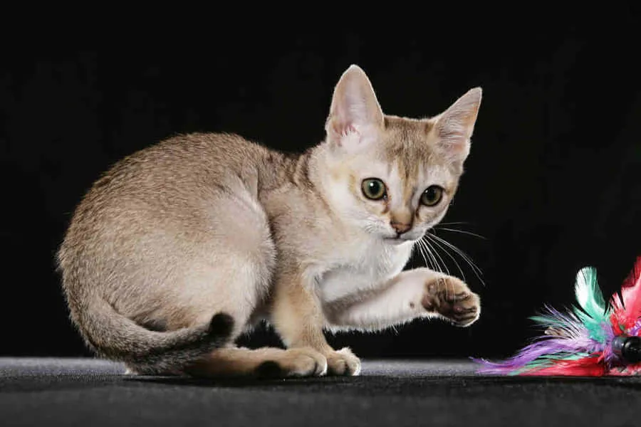 singapura — ID news