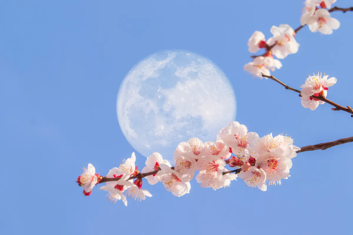 flower moon — ID news