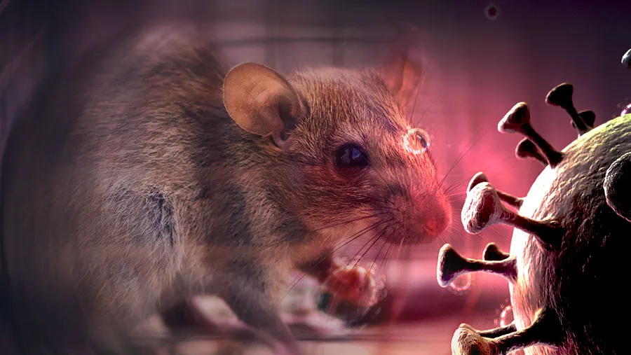 hantavirus — ID news